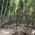 苦笋，苦笋优质高山苦笋，一手货源，欢迎老板下单联系！！