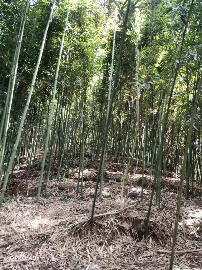 苦笋，苦笋优质高山苦笋，一手货源，欢迎老板下单联系！！