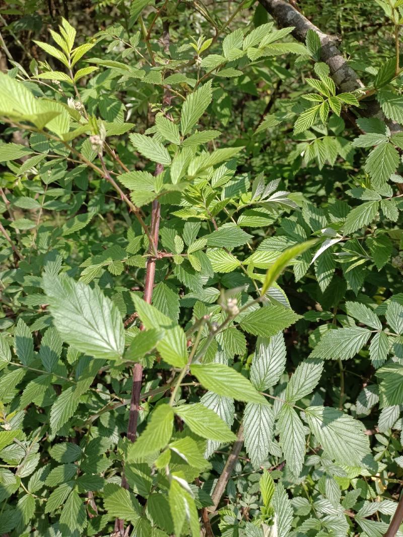 有做各种野生悬钩子根，茅梅根，三月泡，蛇泡竻，红梅根药材