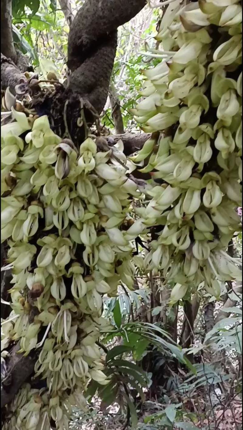 黑血藤，野生的药用价值高，