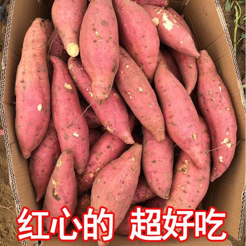 【包邮-10斤蜜薯】批发10斤20斤正宗沙红薯蜜薯