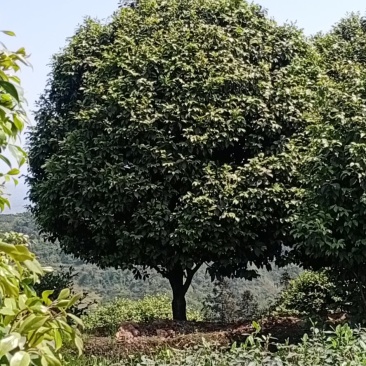 四川宜宾茶花山茶花茶花树茶花小苗高县种植基地技术指导