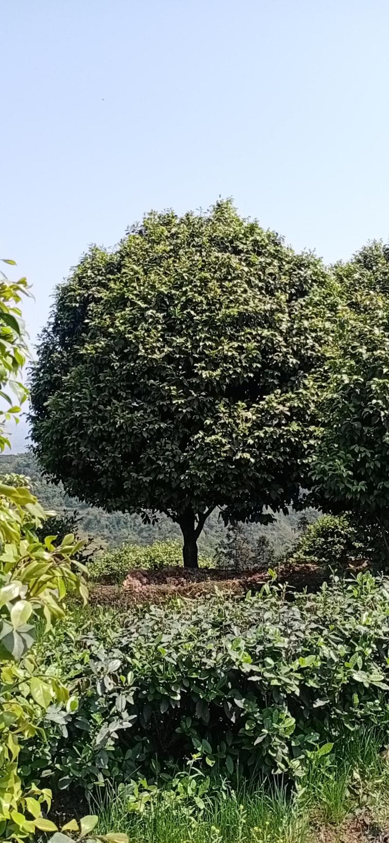 四川宜宾茶花山茶花茶花树茶花小苗高县种植基地技术指导