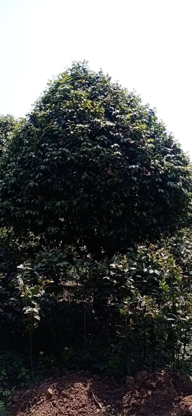 四川宜宾茶花山茶花茶花树茶花小苗高县种植基地技术指导