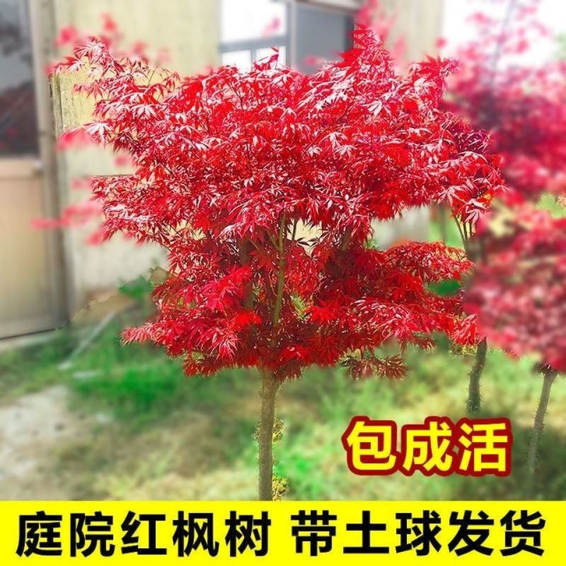 行道树工程苗红枫树苗美国红枫日本红枫中国红枫红枫