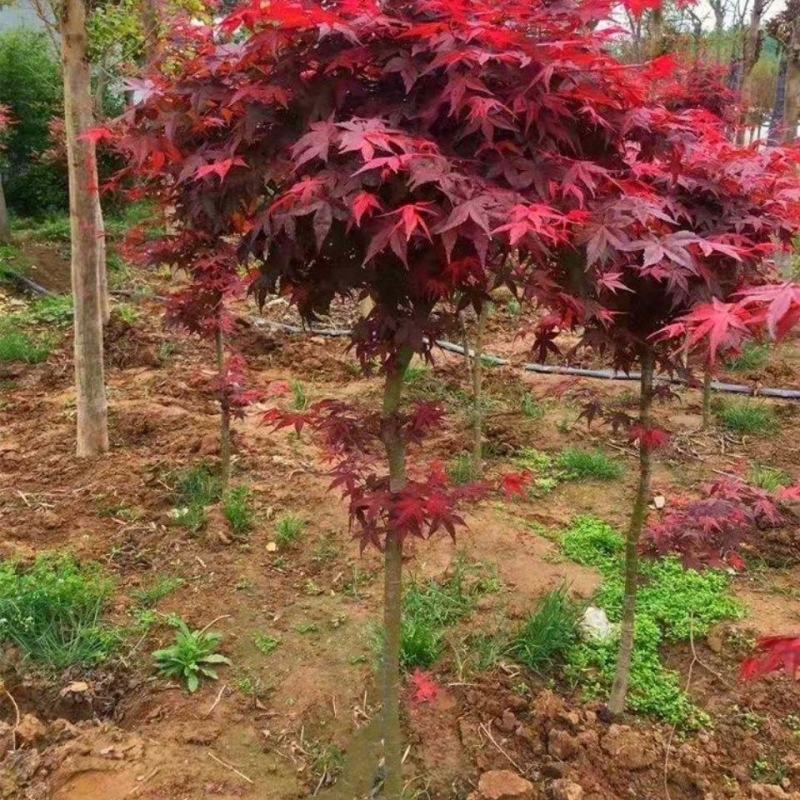 行道树工程苗红枫树苗美国红枫日本红枫中国红枫红枫