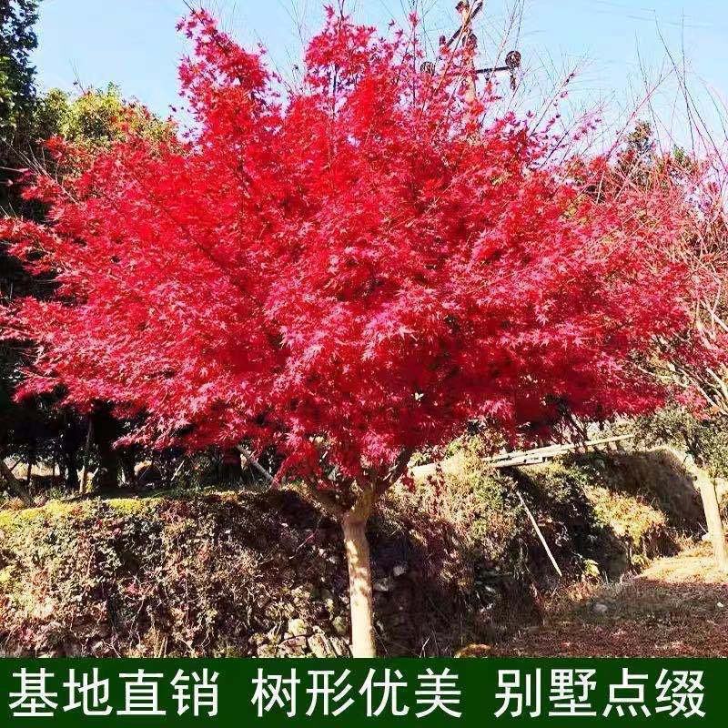 行道树工程苗红枫树苗美国红枫日本红枫中国红枫红枫