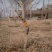 枸杞老桩大树枸杞盆栽地载小树批发南北方种植苗木