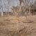 枸杞老桩大树枸杞盆栽地载小树批发南北方种植苗木