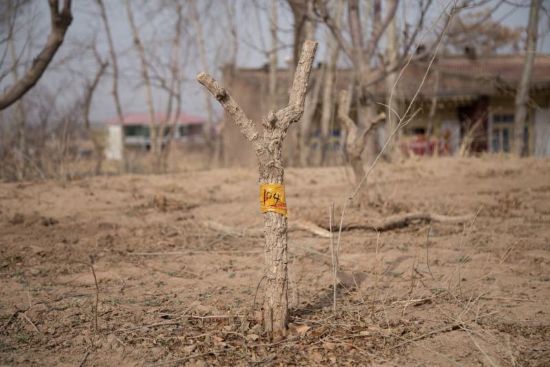 枸杞老桩大树枸杞盆栽地载小树批发南北方种植苗木