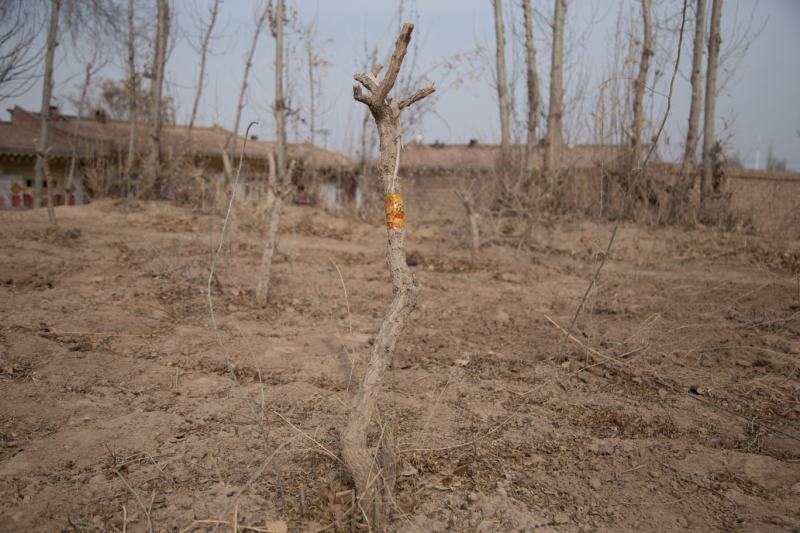 枸杞老桩大树枸杞盆栽地载小树批发南北方种植苗木