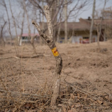 枸杞老桩大树枸杞盆栽地载小树批发南北方种植苗木