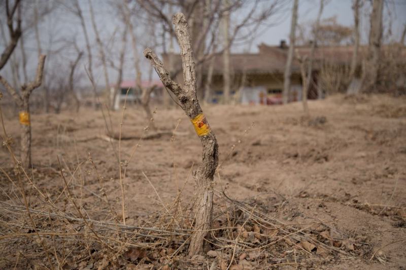 枸杞老桩大树枸杞盆栽地载小树批发南北方种植苗木