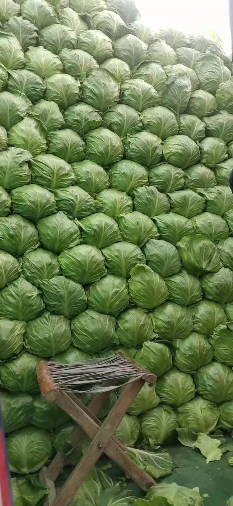 陕西精品甘蓝上市了！！！！！！！！！！！！！