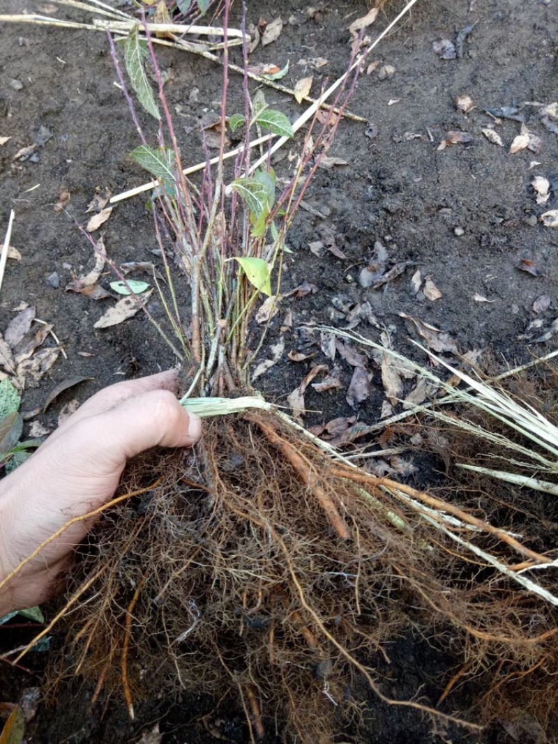 辽宁开原红花麦李小苗白花麦李工程苗繁育基地