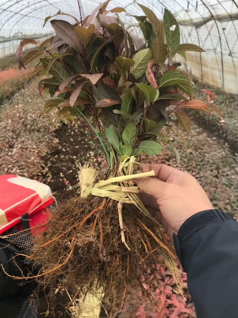 辽宁开原红花麦李小苗白花麦李工程苗繁育基地