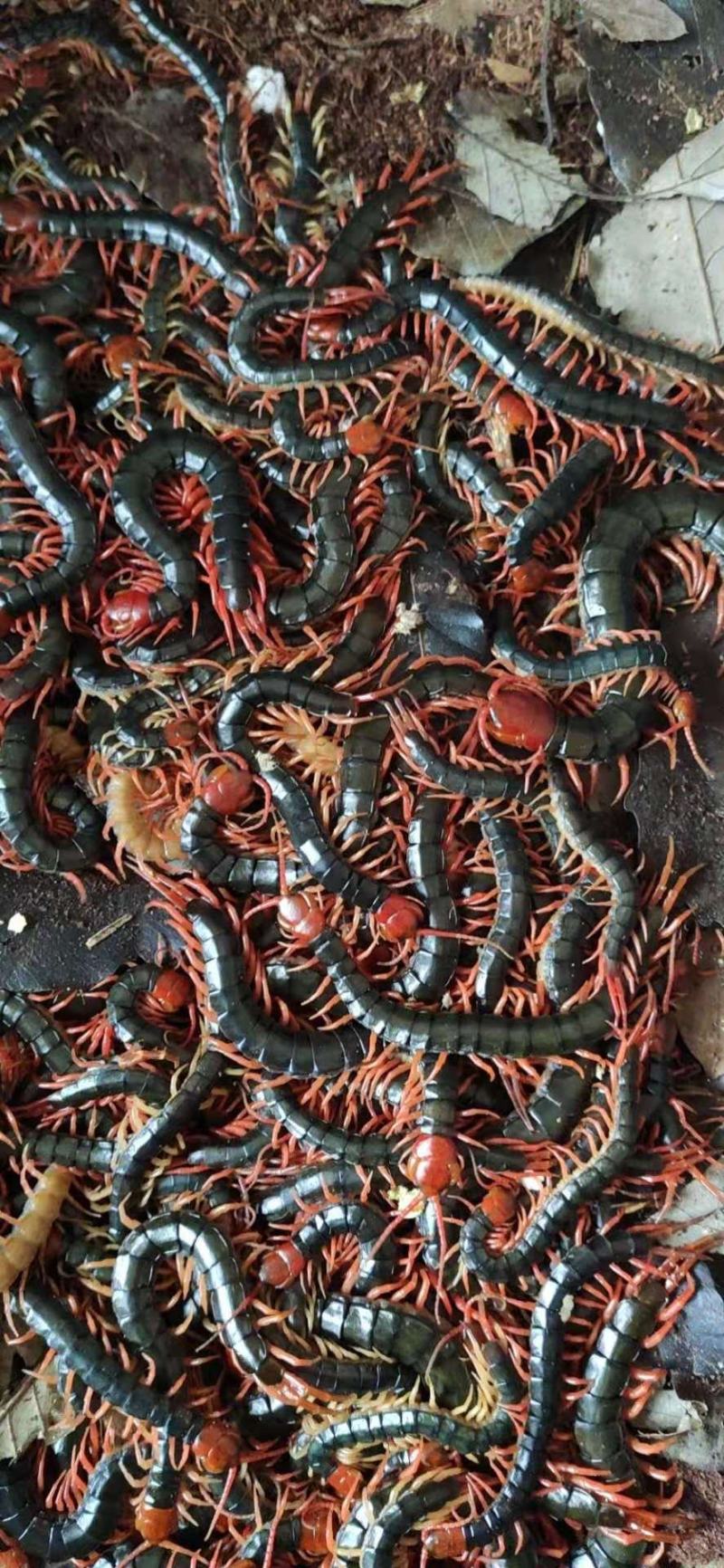 蜈蚣活体蜈蚣常年随时有货，全国发货，一手货源