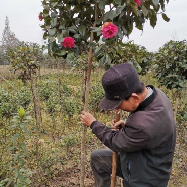茶花树，茶花红赤丹小毛球地栽苗，，，，，，，，，，，