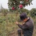茶花树，茶花红赤丹小毛球地栽苗，，，，，，，，，，，