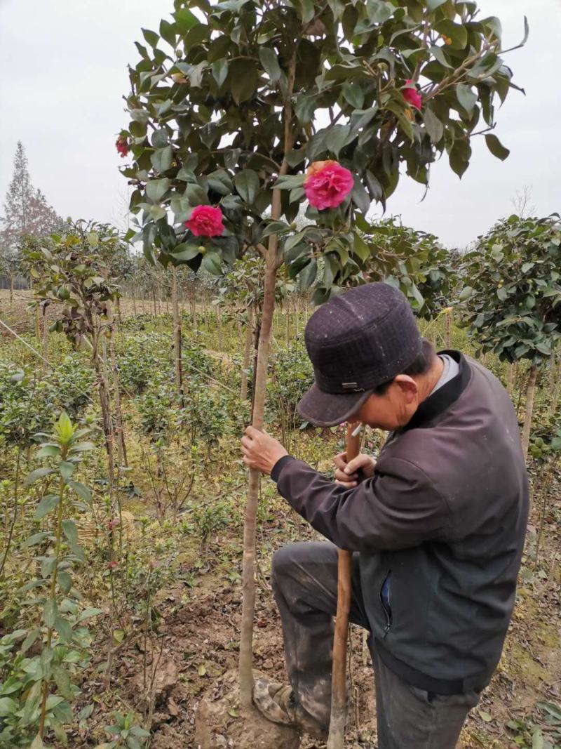 茶花树，茶花红赤丹小毛球地栽苗，，，，，，，，，，，