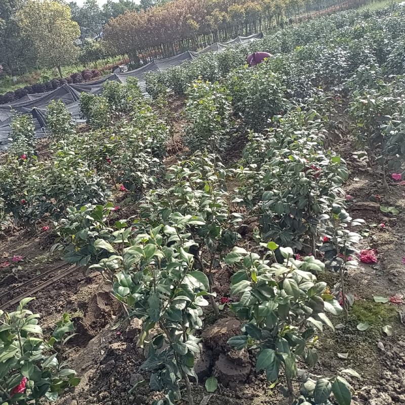 茶花树，茶花红赤丹小毛球地栽苗，，，，，，，，，，，