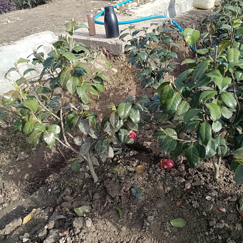茶花树，茶花红赤丹小毛球地栽苗，，，，，，，，，，，