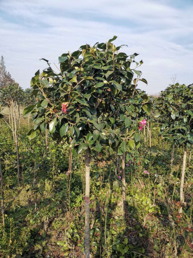 茶花树，茶花红赤丹小毛球地栽苗，，，，，，，，，，，