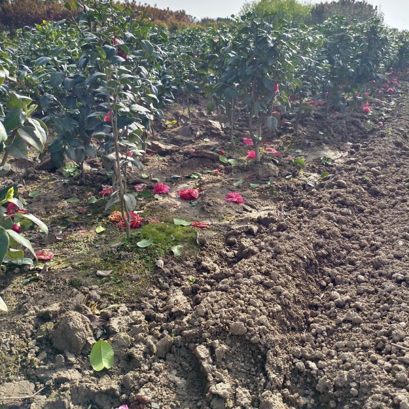 茶花树，茶花红赤丹小毛球地栽苗，，，，，，，，，，，