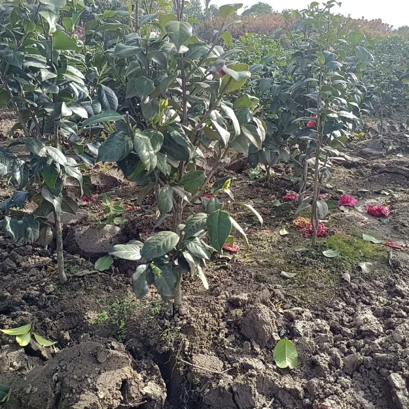 茶花树，茶花红赤丹小毛球地栽苗，，，，，，，，，，，
