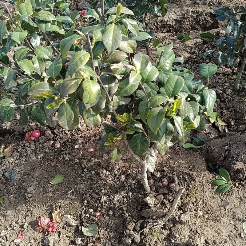 茶花树，茶花红赤丹小毛球地栽苗，，，，，，，，，，，
