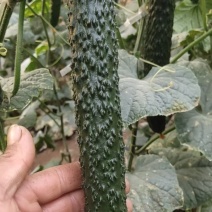 【优选】蜜刺黄瓜，大量供应，保质保量，诚信经营