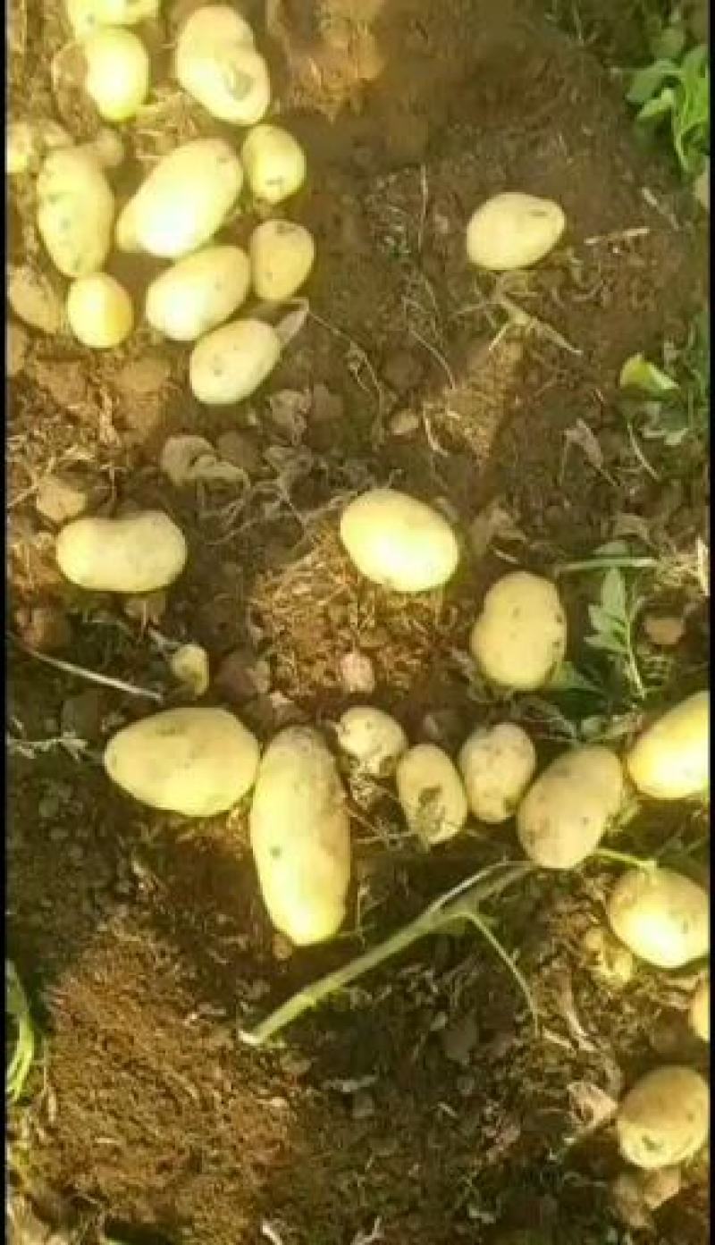 辽宁凌海8刘平一号土豆大量上市中