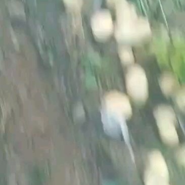 辽宁凌海8刘平一号土豆大量上市中