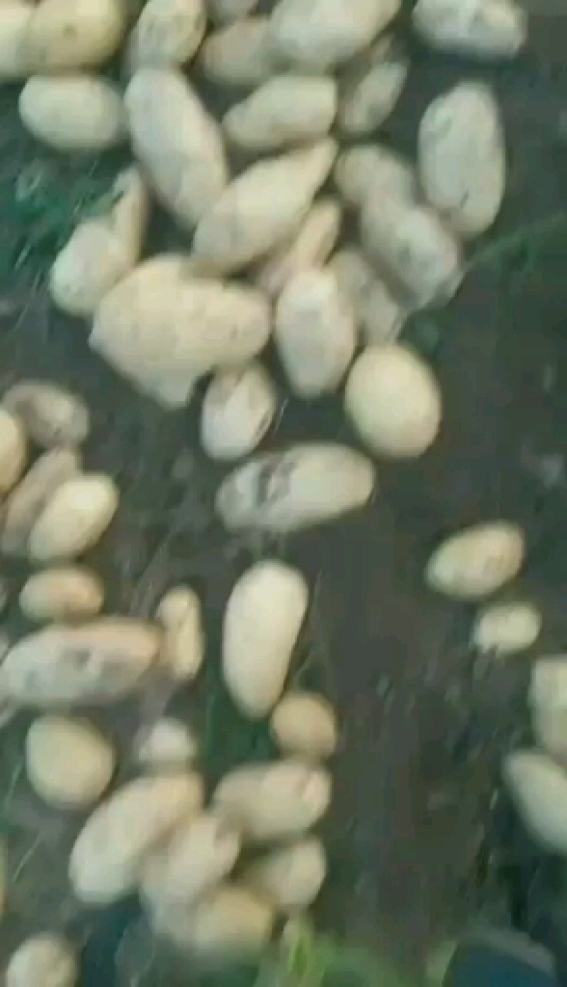 辽宁凌海8刘平一号土豆大量上市中