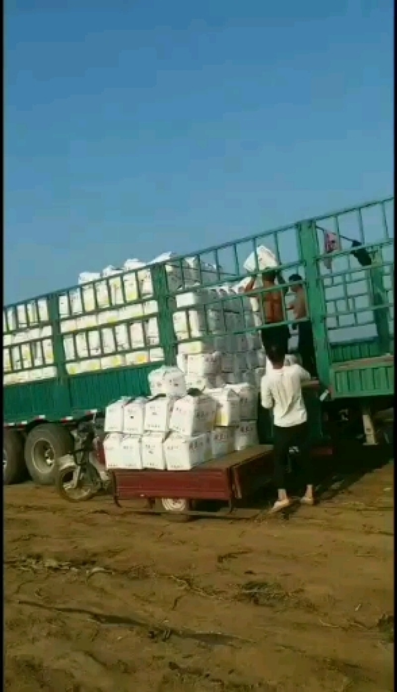 辽宁凌海8刘平一号土豆大量上市中
