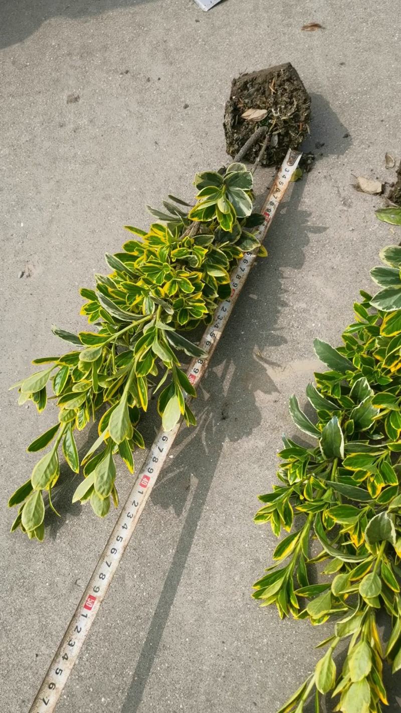 黄杨球，瓜子黄杨毛球大量上市一手货源量大优惠