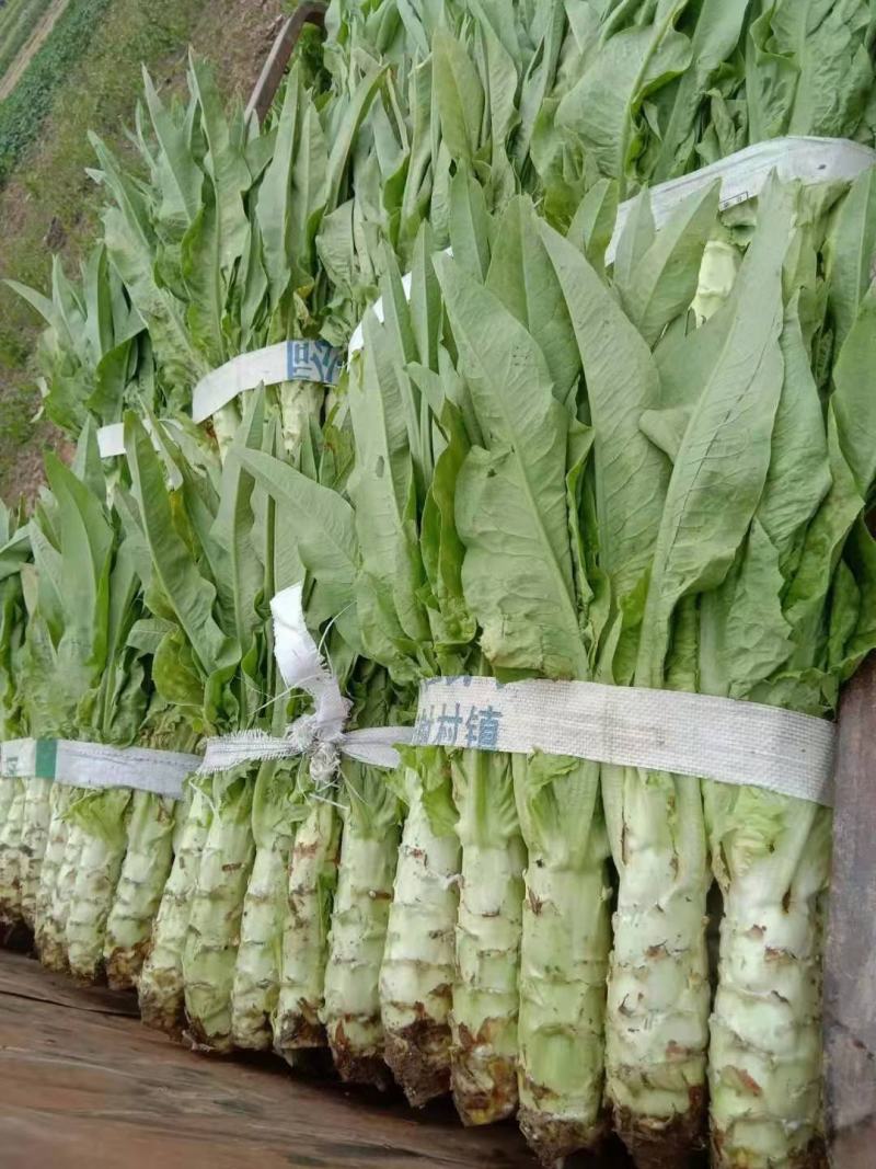 汉中莴笋单颗重一至三斤，皮薄肉多产地直销