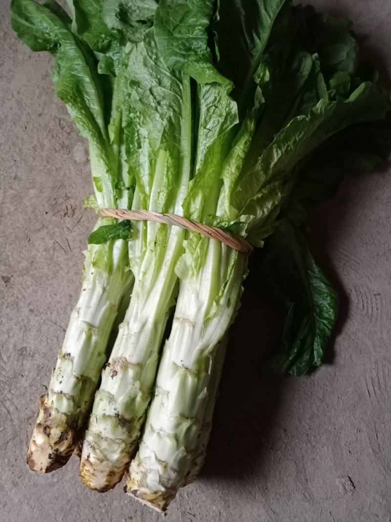 汉中莴笋单颗重一至三斤，皮薄肉多产地直销