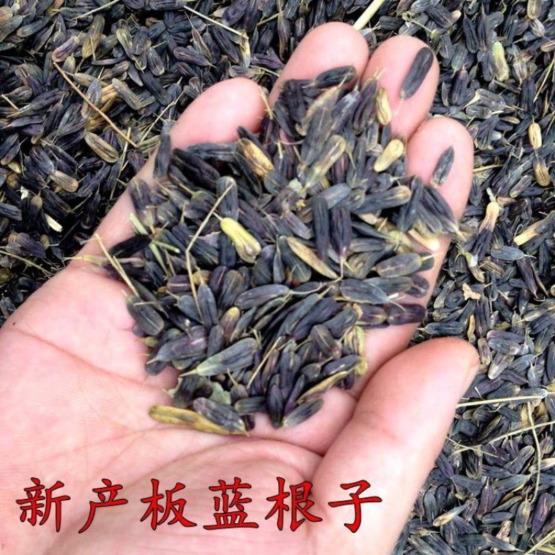 散装板蓝根种子苗中药材大青叶种籽500g四季种植植物种孑