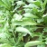 散装板蓝根种子苗中药材大青叶种籽500g四季种植植物种孑