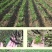 散装板蓝根种子苗中药材大青叶种籽500g四季种植植物种孑