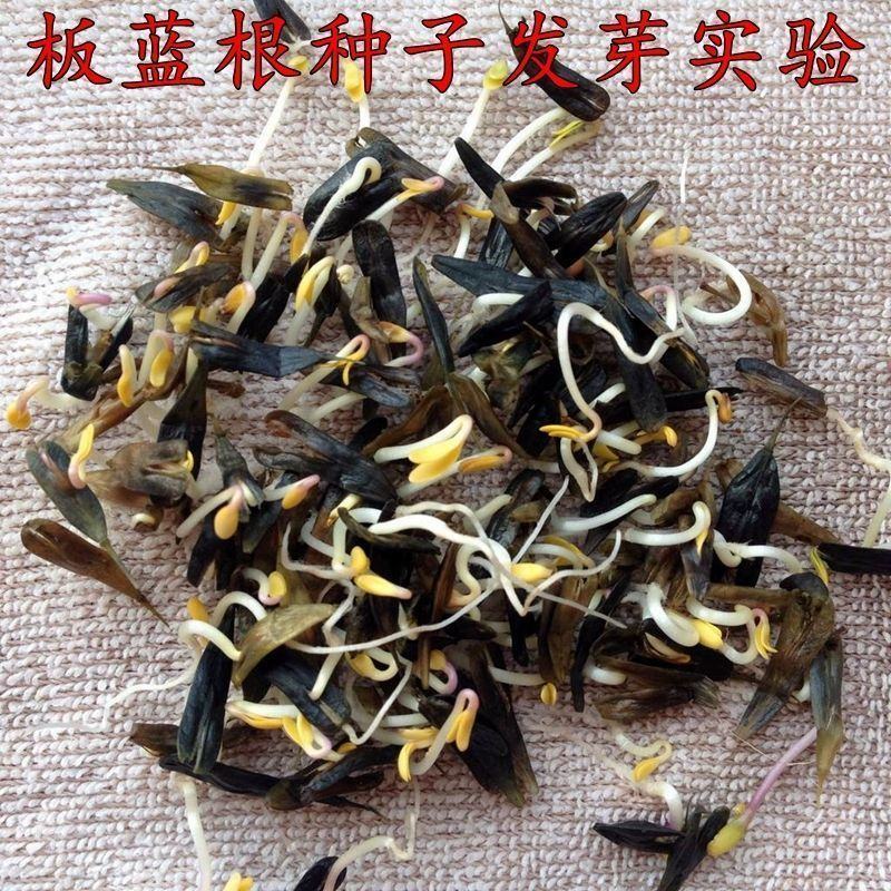 散装板蓝根种子苗中药材大青叶种籽500g四季种植植物种孑