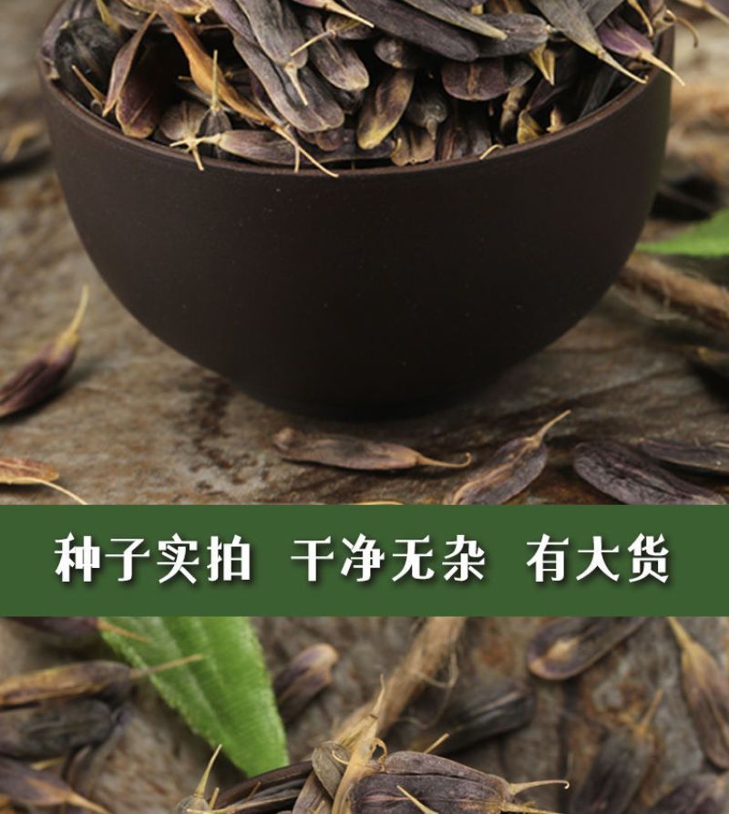 散装板蓝根种子苗中药材大青叶种籽500g四季种植植物种孑