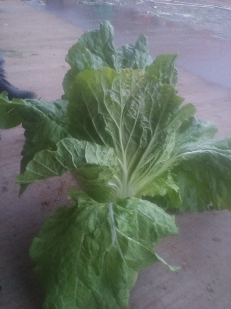 精品黄心大白菜大量上市