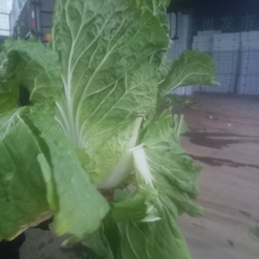 精品黄心大白菜大量上市