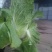 精品黄心大白菜大量上市