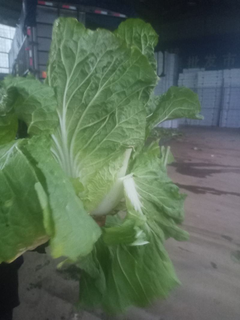 精品黄心大白菜大量上市