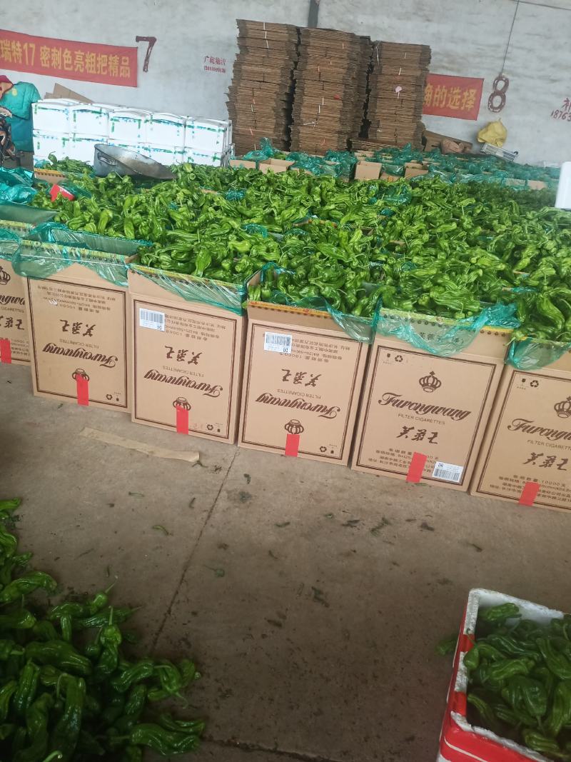 精品黄心大白菜大量上市