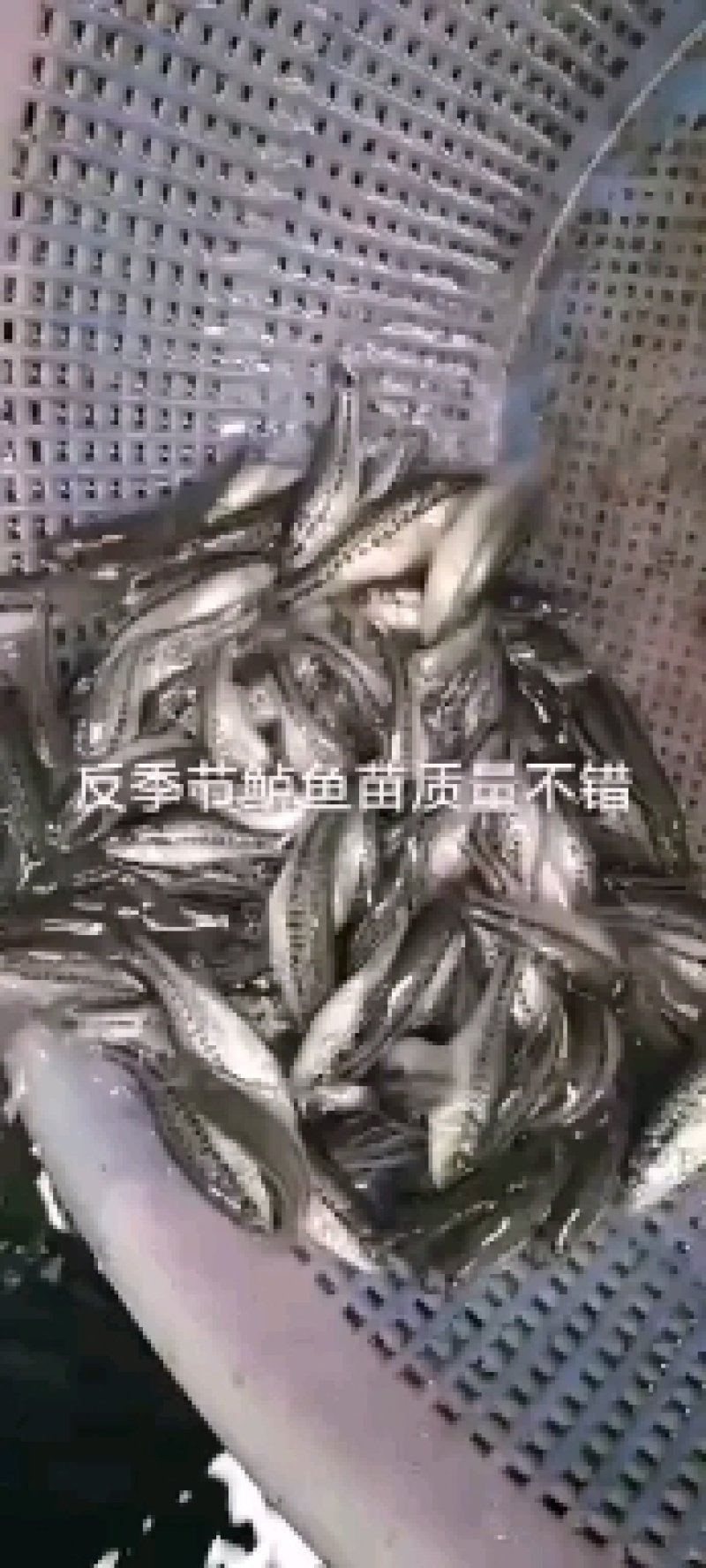 鲈鱼苗，大量养殖，品种优良精心培养，长期电话提供，包成活
