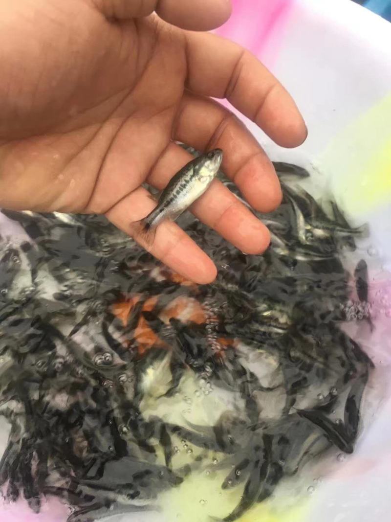 鲈鱼苗，大量养殖，品种优良精心培养，长期电话提供，包成活